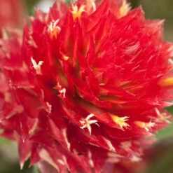 Renee's Garden Globe Amaranth Mardi Gras Parade (Heirloom) -Felco Planter Butik swf4036 c