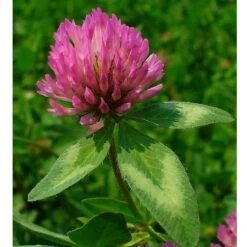 Organic Red Clover - Raw Seed (lb) -Felco Planter Butik untitled 1