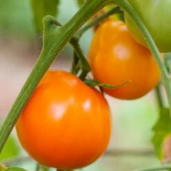 Valencia Tomato Seeds (Organic) 5 Valencia Tomato Seeds (Organic) -Felco Planter Butik valencia 1
