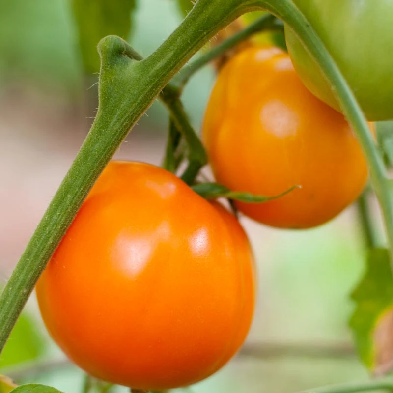 Valencia Tomato Seeds (Organic) 3 Valencia Tomato Seeds (Organic) - Billede 3