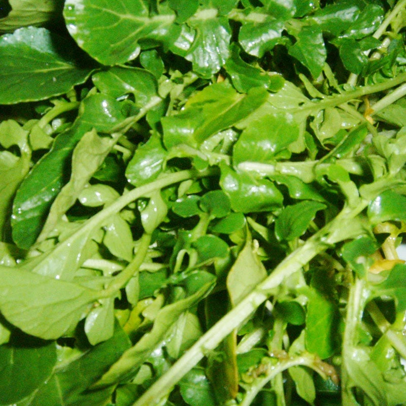 Watercress Greens Seeds (Organic) 2 Watercress Greens Seeds (Organic) - Billede 2